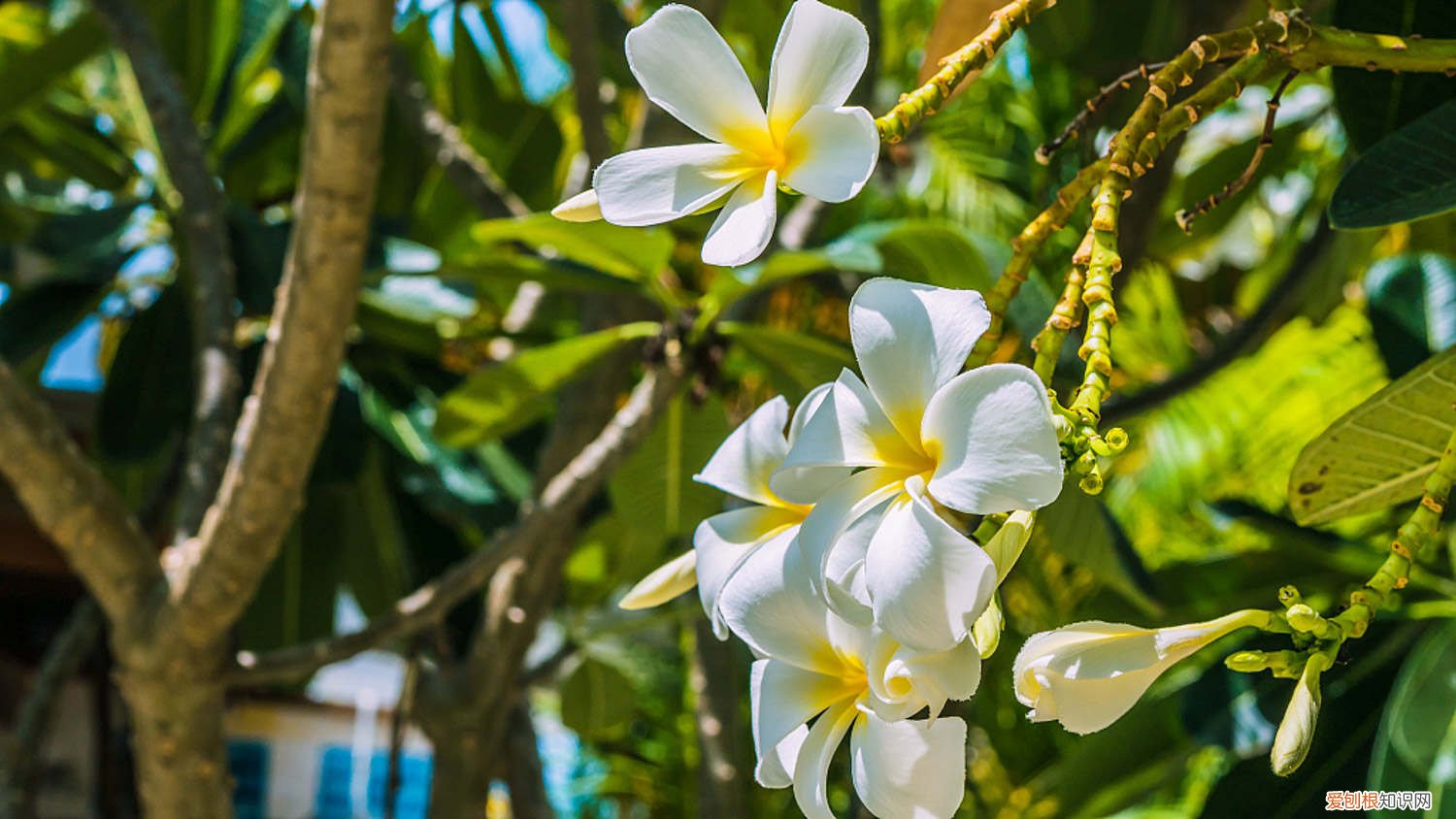 鸡蛋花怎么养才能开花 鸡蛋花秋天怎么养