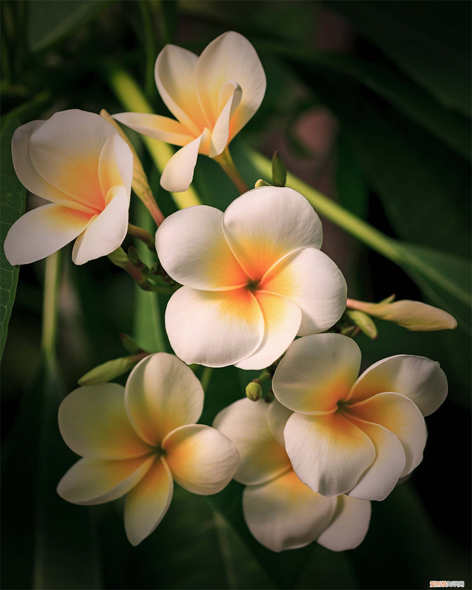 鸡蛋花怎么养才能开花 鸡蛋花秋天怎么养