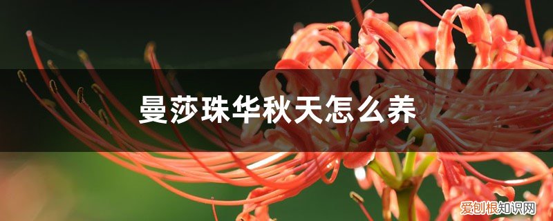 曼珠沙华能在北方养吗 曼莎珠华秋天怎么养