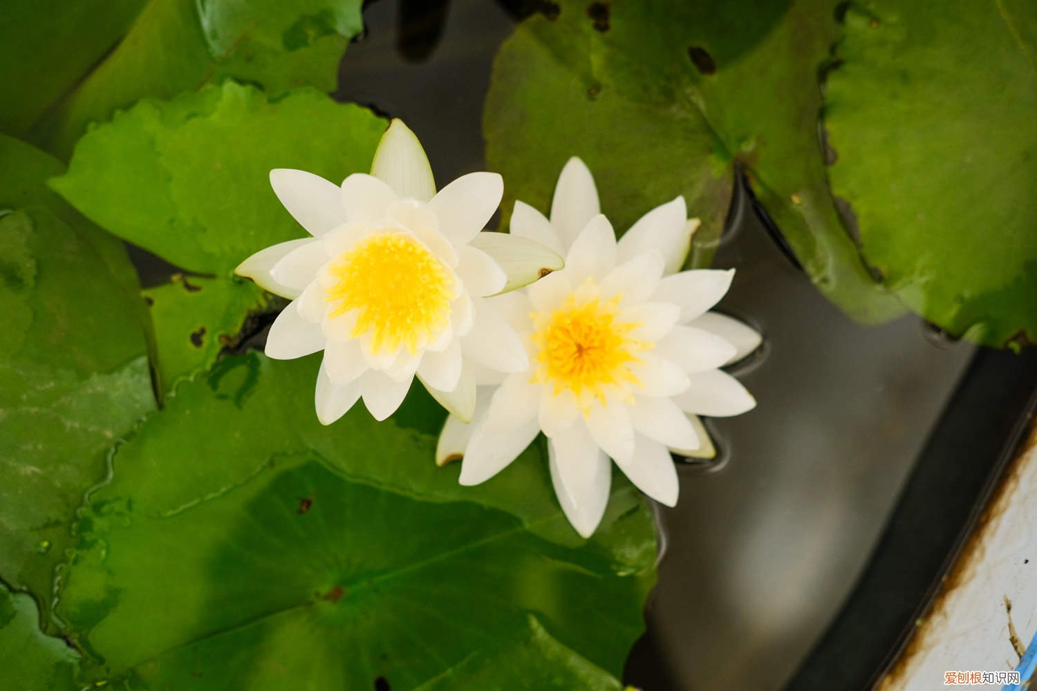 秋天种睡莲行吗 睡莲秋天怎么养