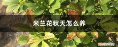 秋冬米兰怎么养 米兰花秋天怎么养