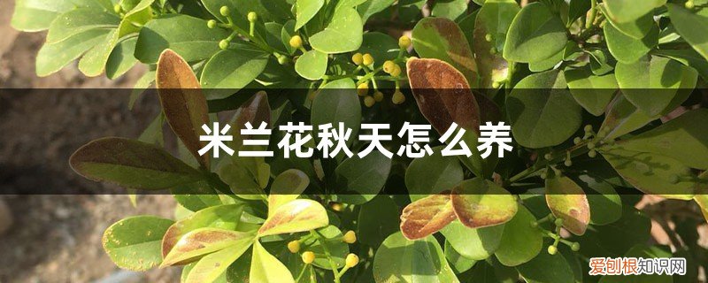 秋冬米兰怎么养 米兰花秋天怎么养