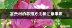 富贵树养植方法 富贵树的养殖方法和注意事项
