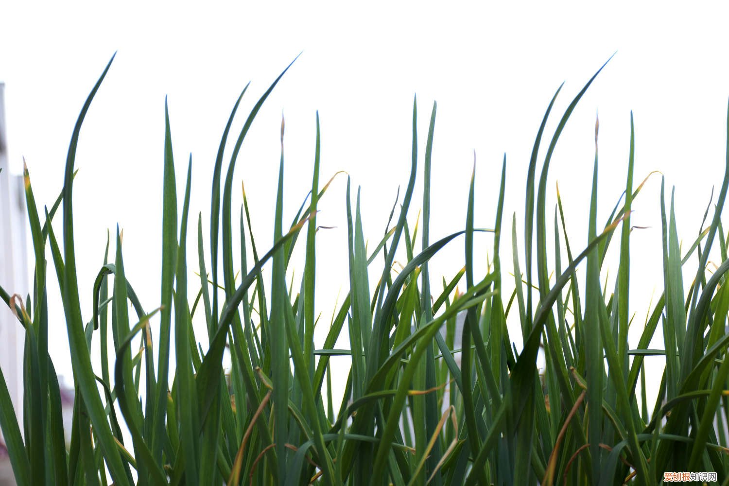 韭菜种子几天发芽:如果生长环境适宜 韭菜种子几天发芽