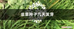 韭菜种子几天发芽:如果生长环境适宜 韭菜种子几天发芽