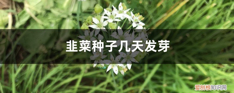 韭菜种子几天发芽:如果生长环境适宜 韭菜种子几天发芽