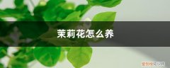 泰国垂丝茉莉花怎么养 茉莉花怎么养