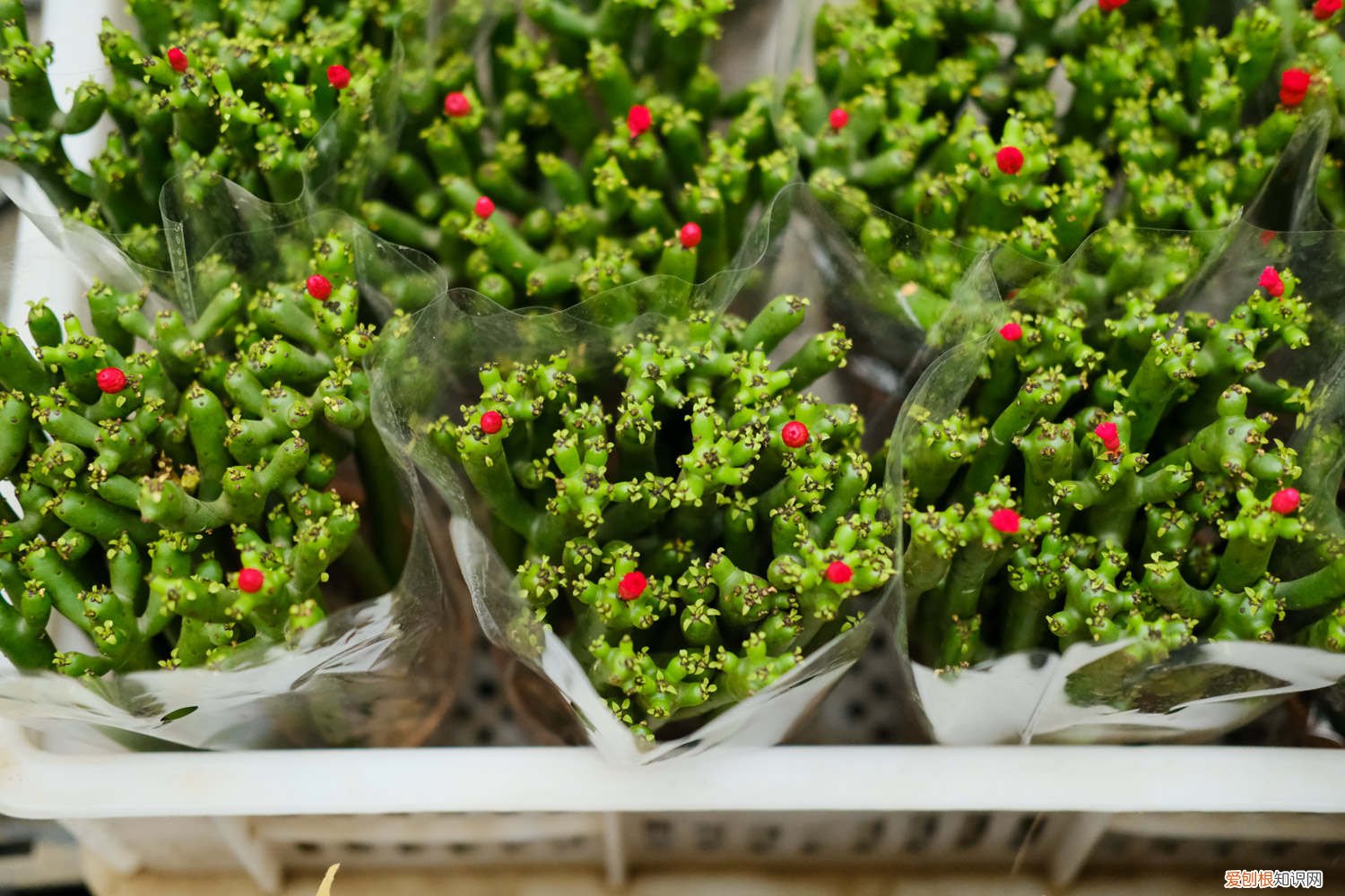 膨珊瑚的养殖方法浇水 膨珊瑚的养殖方法和注意事项