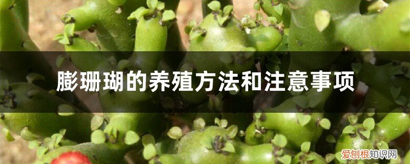 膨珊瑚的养殖方法浇水 膨珊瑚的养殖方法和注意事项