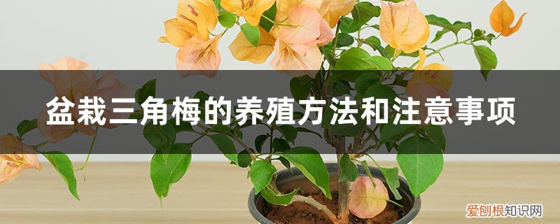 三角梅花的养殖方法和注意事项 盆栽 盆栽三角梅的养殖方法和注意事项