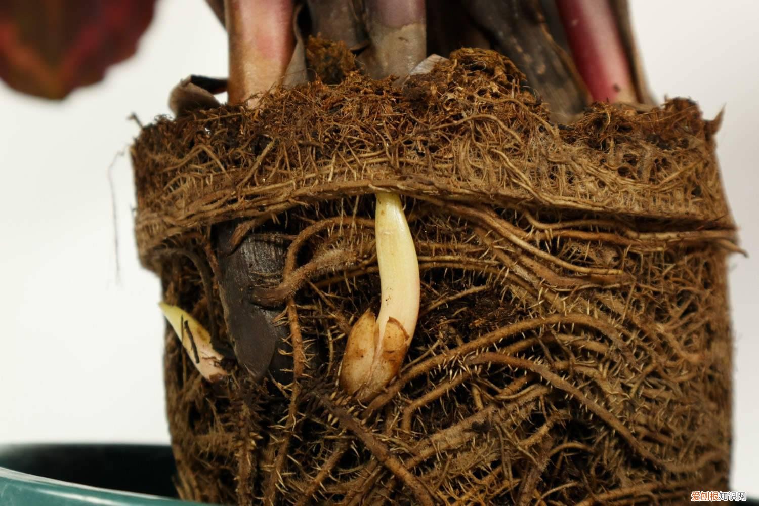 天鹅绒竹芋的养殖方法和注意事项图片 天鹅绒竹芋的养殖方法和注意事项