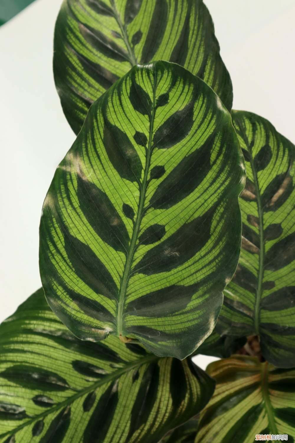 天鹅绒竹芋的养殖方法和注意事项图片 天鹅绒竹芋的养殖方法和注意事项