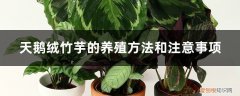 天鹅绒竹芋的养殖方法和注意事项图片 天鹅绒竹芋的养殖方法和注意事项