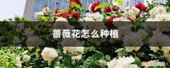 蔷薇花怎么种植视频 蔷薇花怎么种植