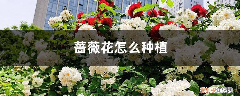 蔷薇花怎么种植视频 蔷薇花怎么种植