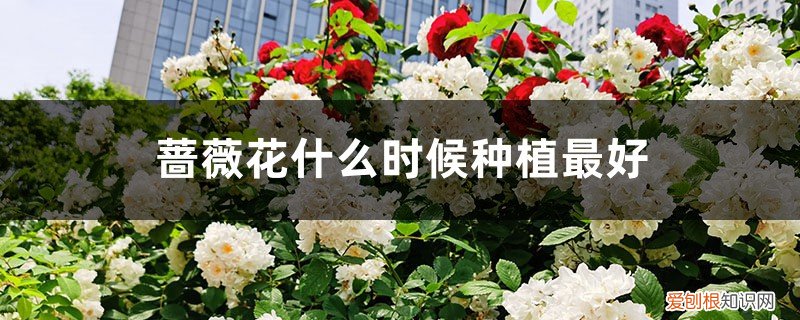 蔷薇花什么时候种植最好看 蔷薇花什么时候种植最好