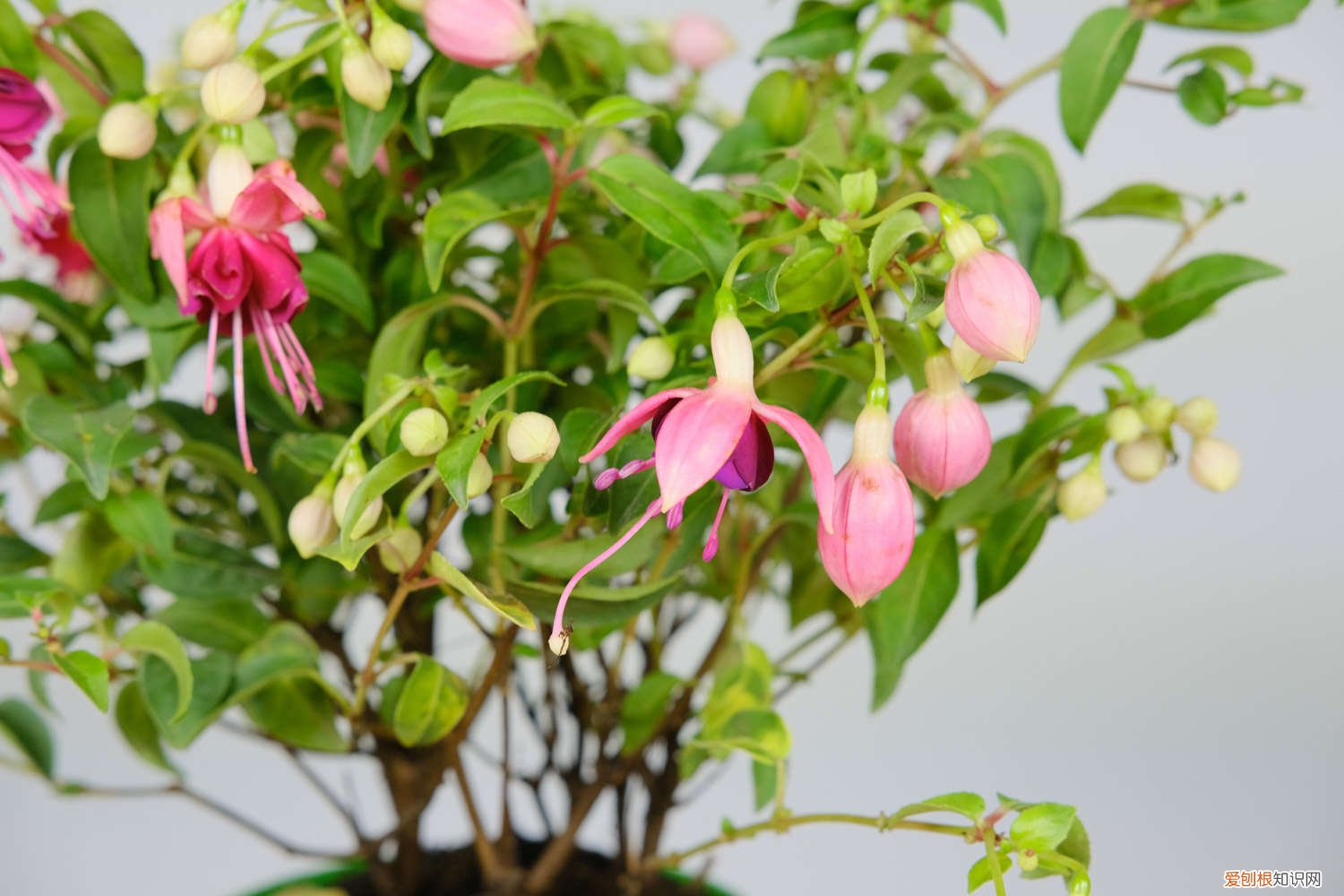 倒挂金钟怎么扦插成活率高 倒挂金钟怎样扦插