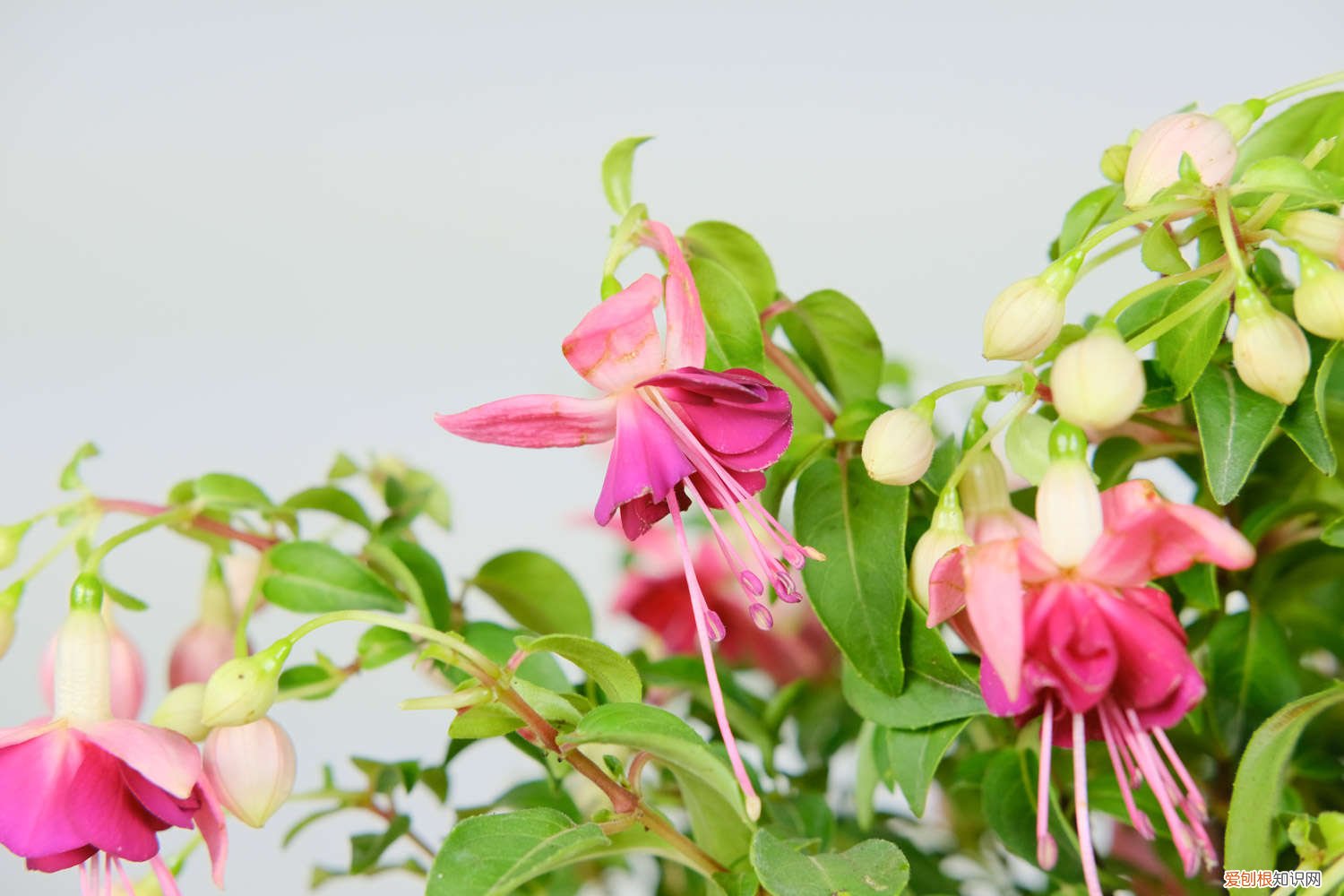 倒挂金钟怎么扦插成活率高 倒挂金钟怎样扦插