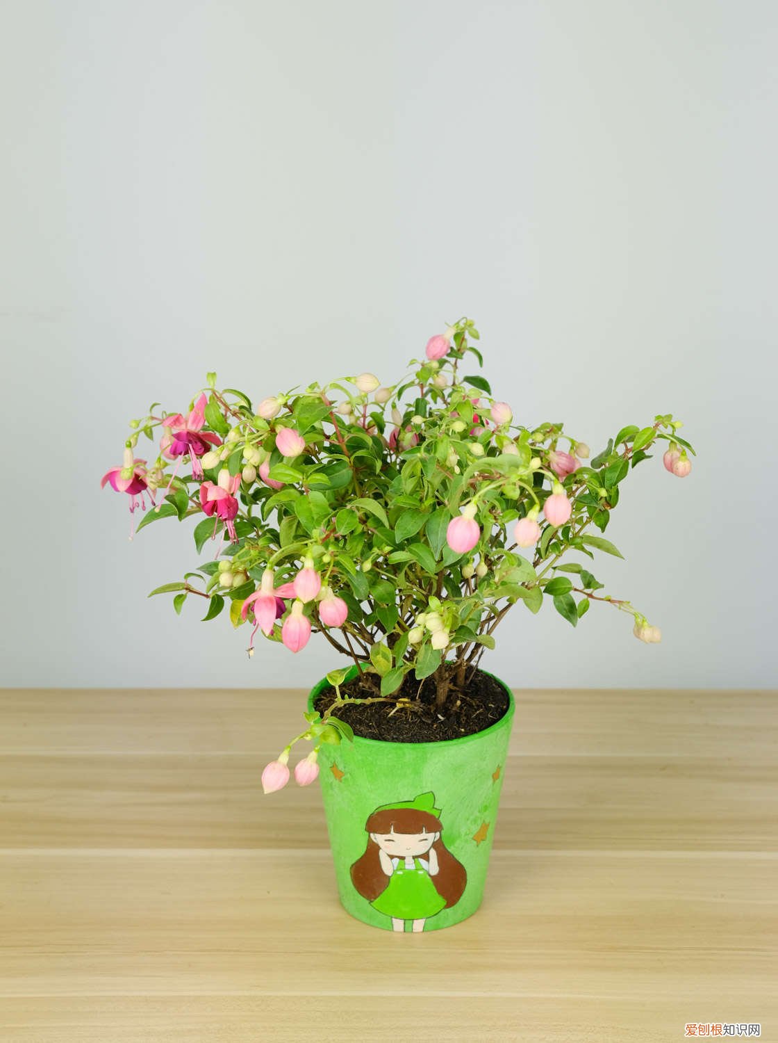 倒挂金钟怎么扦插成活率高 倒挂金钟怎样扦插