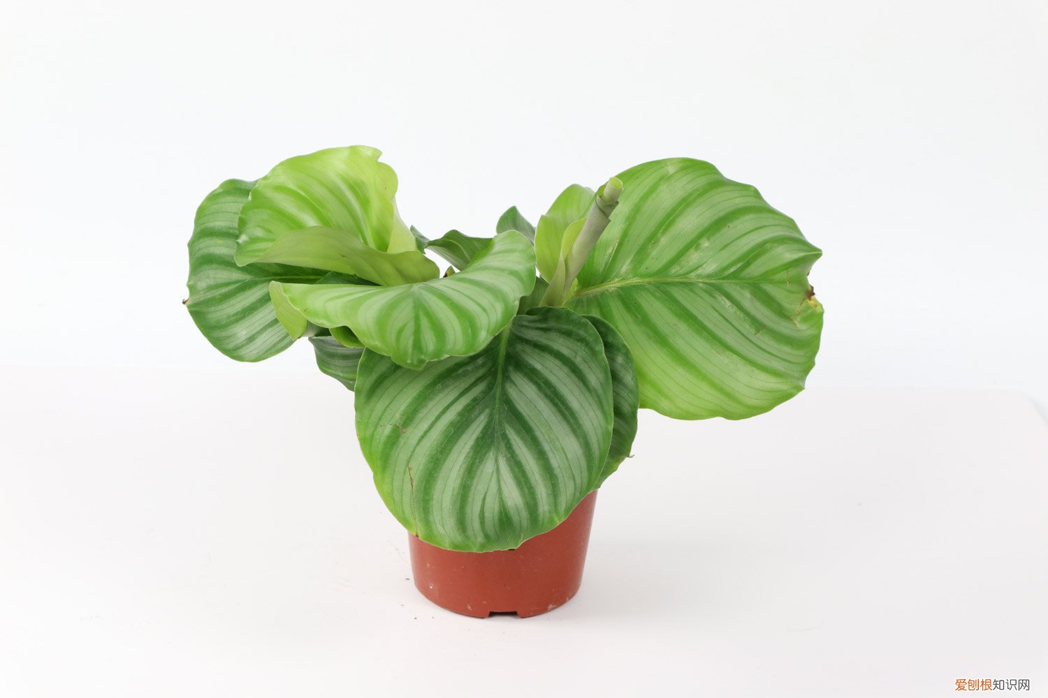 青苹果竹芋放客厅风水 青苹果竹芋摆放禁忌