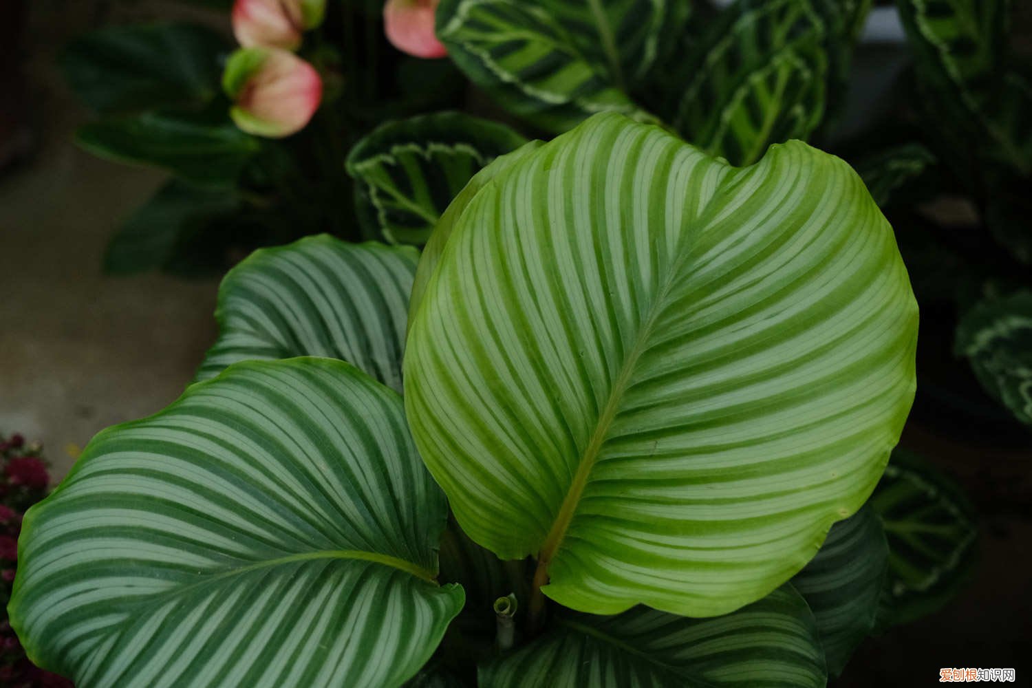 青苹果竹芋放客厅风水 青苹果竹芋摆放禁忌