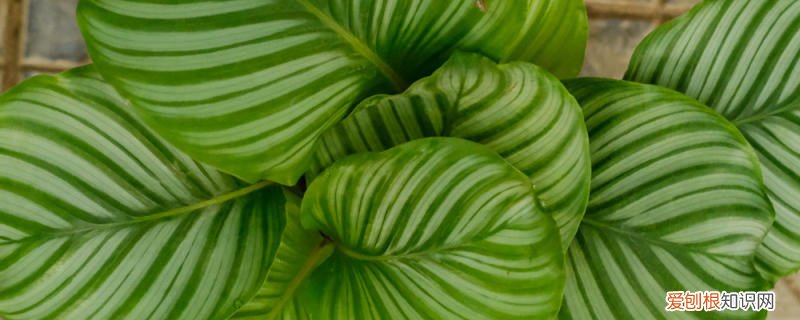 青苹果竹芋放客厅风水 青苹果竹芋摆放禁忌