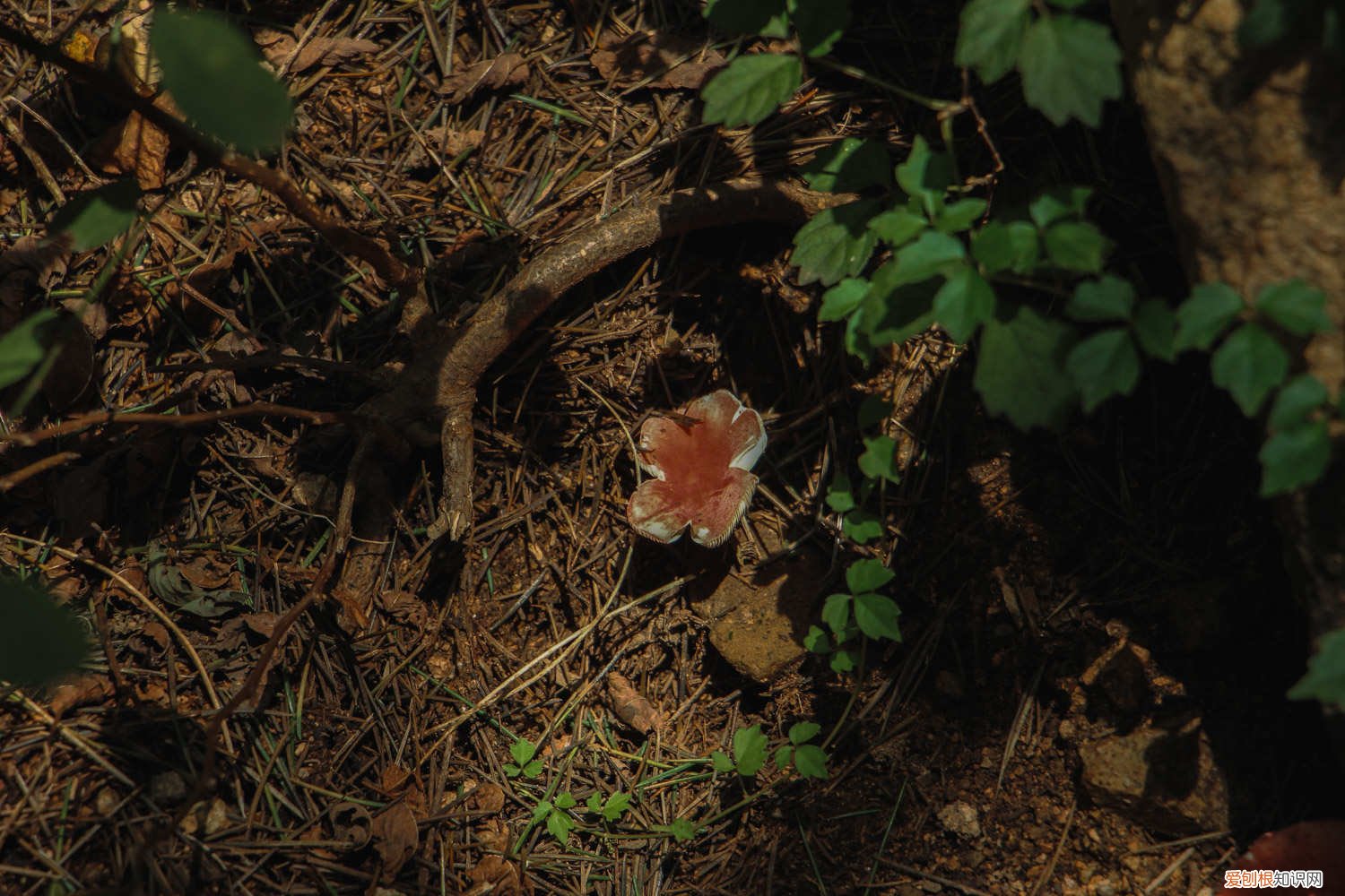 花盆里长蘑菇是为什么 花盆里长出了蘑菇预示着什么