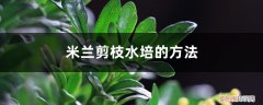 米兰怎么水培扦插 米兰剪枝水培的方法