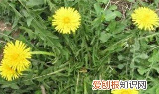 金银花泡水喝的功效与作用 蒲公英泡水喝的功效与作用