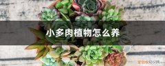 小多肉植物怎么养护 小多肉植物怎么养