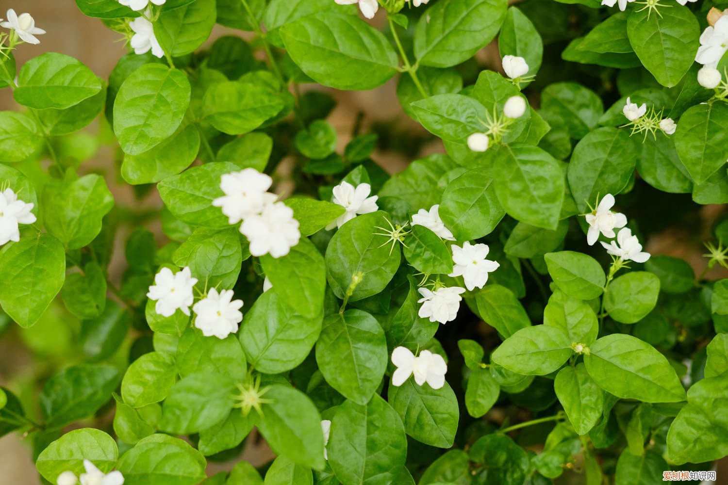 茉莉花怎么繁殖扦插 茉莉花怎么繁殖