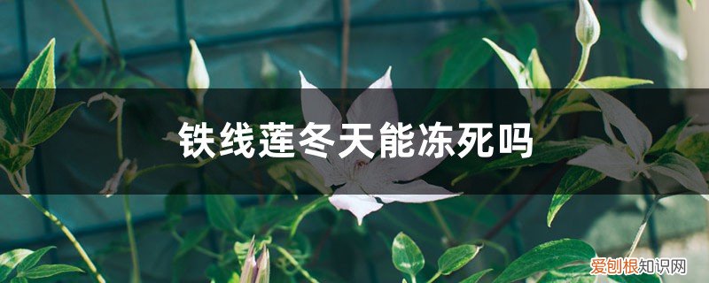 铁线莲冬天怕冻吗 铁线莲冬天能冻死吗