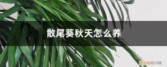 冬季怎样养散尾葵 散尾葵秋天怎么养