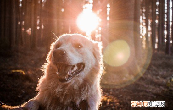 人喝的羊奶粉狗可以喝吗 人喝的羊奶粉狗能不能喝