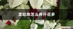 龙吐珠怎么养开花多的 龙吐珠怎么养开花多