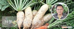 萝卜的栽种方法 种萝卜的方法和步骤