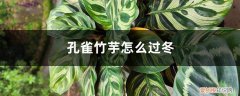 孔雀竹芋能过越冬室外 孔雀竹芋怎么过冬