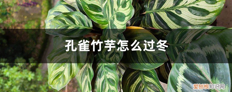 孔雀竹芋能过越冬室外 孔雀竹芋怎么过冬