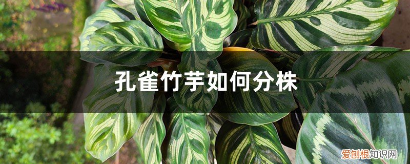 孔雀竹芋的块根繁殖 孔雀竹芋如何分株