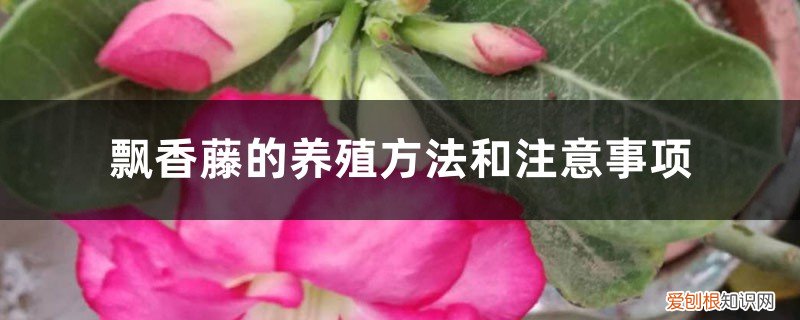 冬天飘香藤的养殖方法和注意事项 飘香藤的养殖方法和注意事项