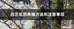 白兰花的养殖方法和注意事项温度 白兰花的养殖方法和注意事项