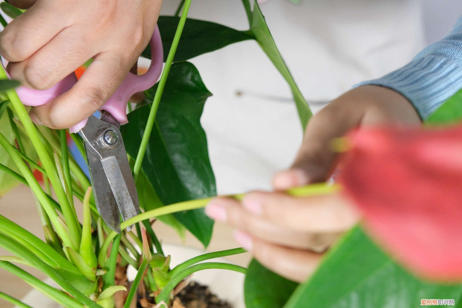 红掌的养殖方法和注意事项叶子变红的花 红掌的养殖方法和注意事项