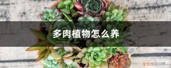 麒麟多肉植物怎么养 多肉植物怎么养