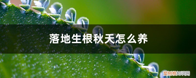 落地生根怎么过冬天? 落地生根秋天怎么养