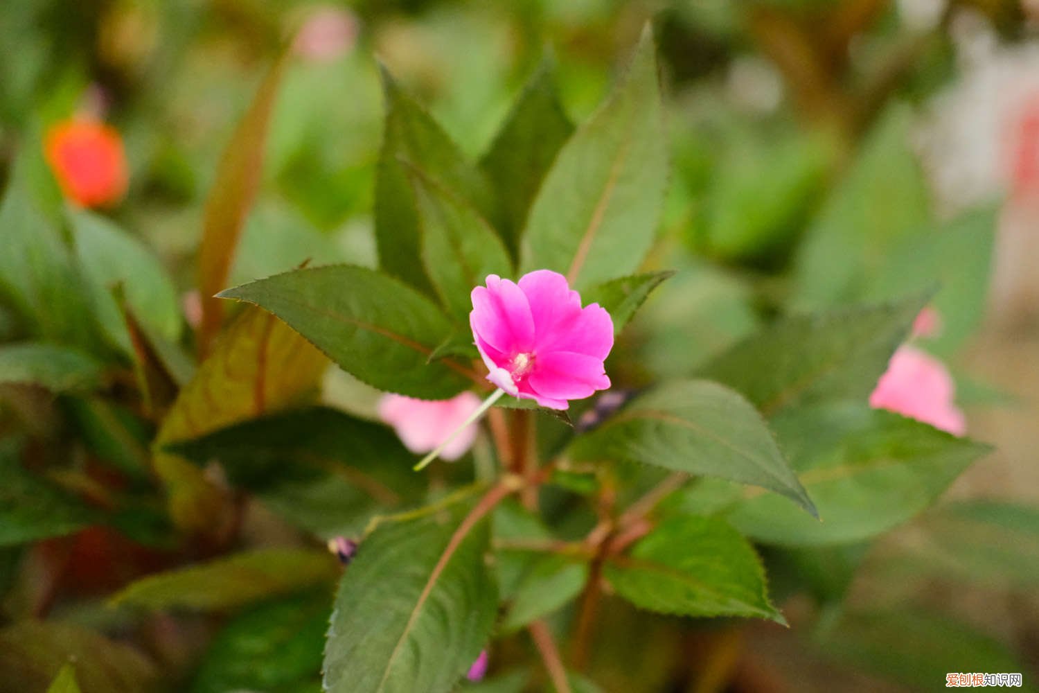 凤仙花夏季怎么养 凤仙花秋天怎么养