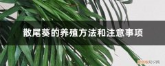 散尾葵的养殖方法和注意事项叶子枯焦 散尾葵的养殖方法和注意事项