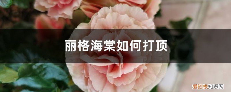 丽格海棠打顶后为什么不长侧芽 丽格海棠如何打顶