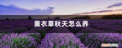 薰衣草秋天怎么养护 薰衣草秋天怎么养