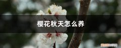 樱花冬天怎么养护 樱花秋天怎么养