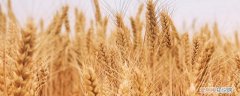 小麦是什么季节种的 小麦是什么
